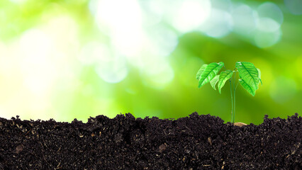 Seedling growing from fertile soil till morning sunlight shining, growing and organic plants...