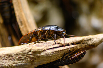 cockroach in summer in riga zoo