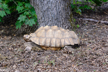 turtle in Riga Zoo in summer 1