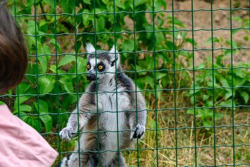 cheerful lemur in an enclosure at the zoo 2
