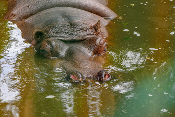 Hippopotamus in the summer at the Riga Zoo 4