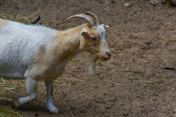 Goat in the summer at the Riga Zoo 1
