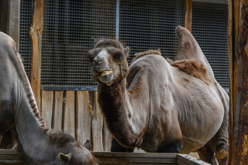 camel in summer at the Riga Zoo 3