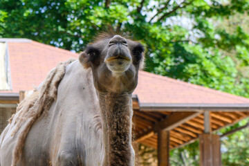 camel in summer at the Riga Zoo 1