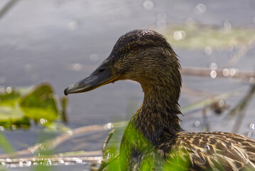 A Female brown mallard duck in swamp pond