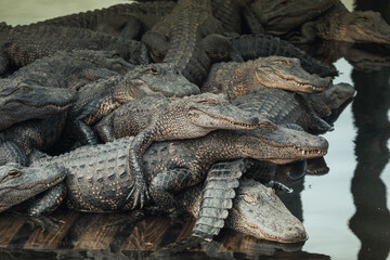Alligators resting at an alligator reserve in Florida