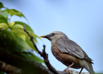 Chestnut-tailed starling. The chestnut-tailed starling, also called grey-headed starling and grey-headed myna is a member of the starling family.