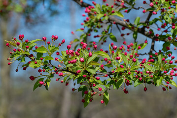 Pink Crabapple Blossoms On The Tree In Spring