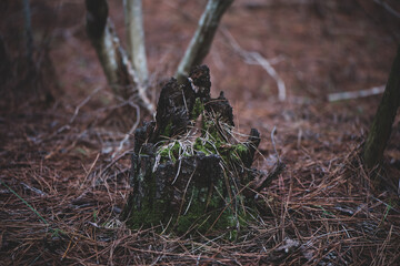 Tronco aun dando pelea