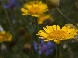 close-up of a yellow flower
