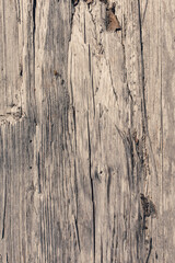 close up of a sun dried log, rustic wood background texture