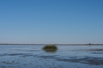 Juncos de laguna