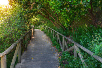 Obraz premium Pinsapos Garden with Spanish fir trees - Zahara de la Sierra, Andalusia, Spain