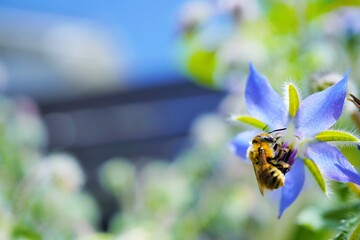 青空を背景に美しいブルーの星形の花、ボリジの受粉をしている一匹のミツバチ、マクロ撮影