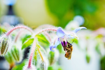 下向きに美しく咲く青花のボリジの花にしがみついて蜜を採る一匹のミツバチ