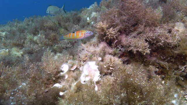 Liitle colourful reef fihs - Mediterranean Sea underwater life