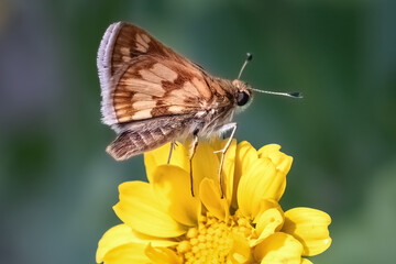 A tan and brown skipper butterfly perched on top of a yellow garland daisy flower. Long Island, New York, USA