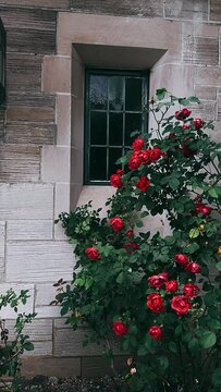 window with flowers,red roses on wooden background, red roses, red rose, flower garden, gardens, garden of flowers, flower, flowers, plant, wall, garden, pink, rose, nature, summer, fence, decoration,
