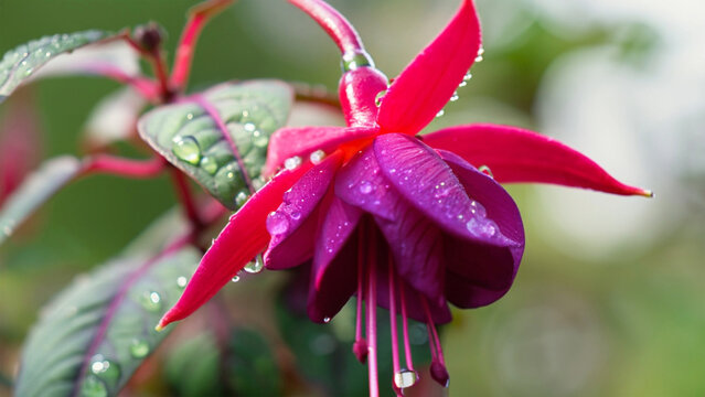 Purple and pink fuchsia flowers for spring summer.