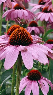 flower, nature, bee, garden, pink, summer, insect, echinacea, plant, purple, flowers, macro, bloom, flora, coneflower, butterfly, spring, yellow, beauty, daisy, blossom, pollen, cone, field, petal