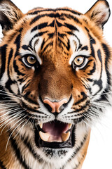 Close-up portrait of a tiger looking directly at the camera while growling, showing its teeth with an open mouth. Studio shot on a white background