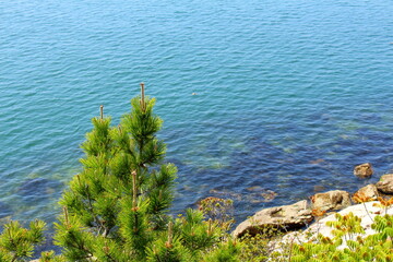 Fototapeta na wymiar 青い海に映える松の緑