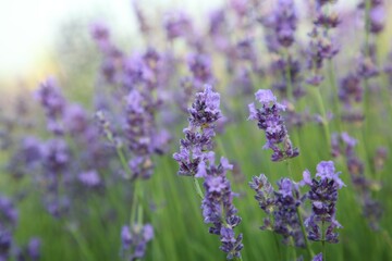 Beautiful blooming lavender growing in field, closeup. Space for text
