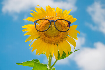 Close up of sunflower with blue sky background