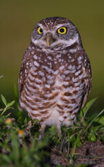 great horned owl