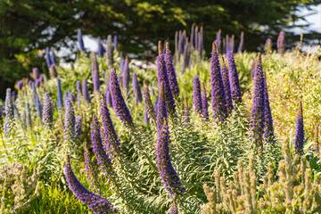 Obraz premium Close-up of Echium Candicans (Pride of Madeira) 