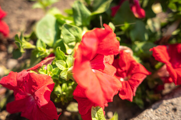 Banner with the image of pink petunia flowers, close-up, background of floral wallpaper with blooming petunias.