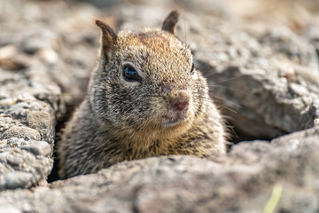 Naklejka na ściany i meble California Ground Squirrel (Spermophilus beecheyi) looks out of its burrow.