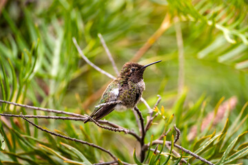 Anna's Hummingbird (Calypte anna) perched on a tree. 