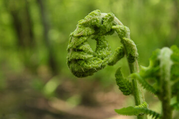 leaf