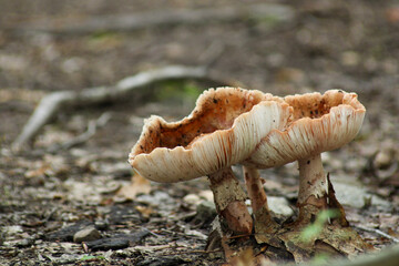 mushroom in the forest
