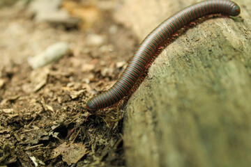 worm on the tree