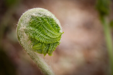 Fiddlehead fern