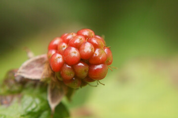 Raspberry 