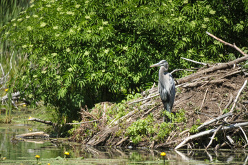 great blue heron