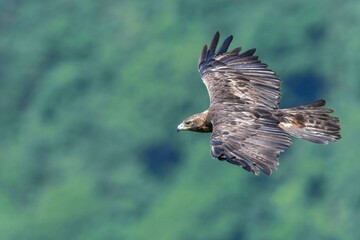 グリーンバックに悠然と飛ぶイヌワシ成鳥
