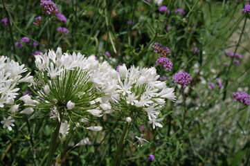 白いアガパンサス