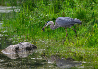 Great Blue Heron standing on green grass and holding a deer mouse in its bill 