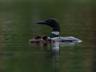 Common loon with two chicks swimming in green water, portrait