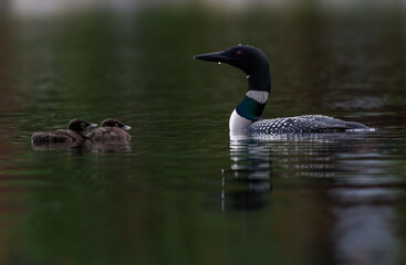 Common loon with two chicks swimming in green water, portrait