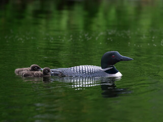 Common loon with two chicks swimming in green water, portrait