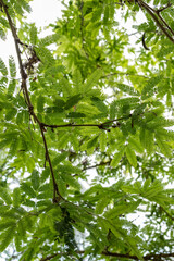 A view of the underside of green leaves with a fine pattern.