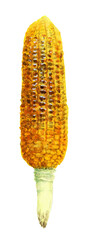 アナログ水彩焼きとうもろこし