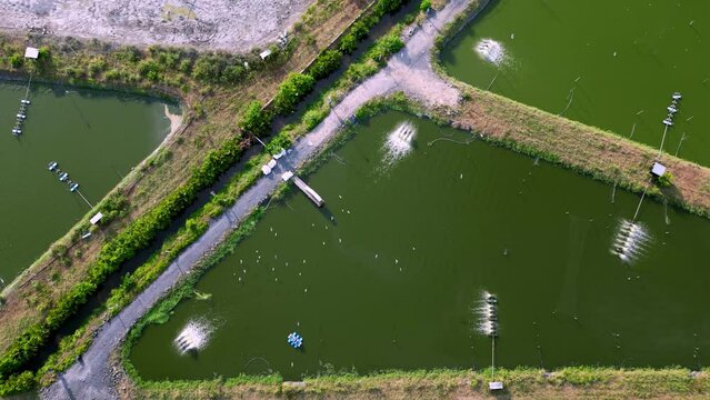 Aerial view look down egret birds near fish, shrimp farm