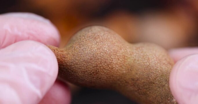 rotate a fresh tamarind fruit with your hand while cooking, a close-up of a tamarind in the kitchen