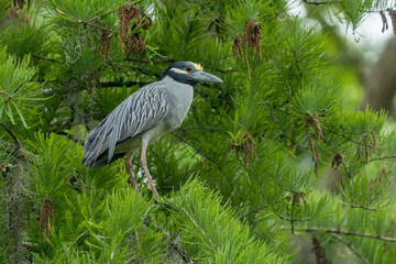 Yellow-Crowned Night Heron